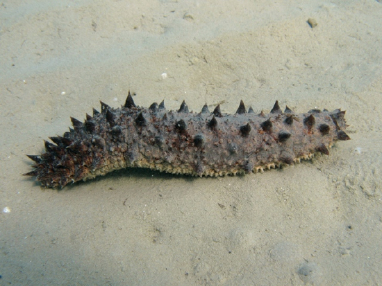  Holothuria tubulosa (Tubuler Sea Cucumber)